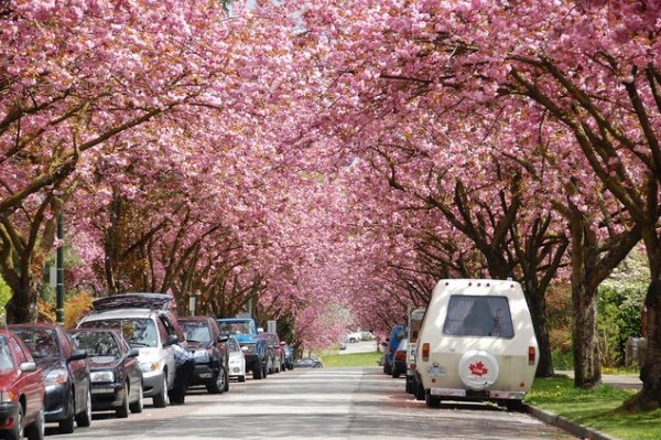 vancouver-cherry-blossom.jpg