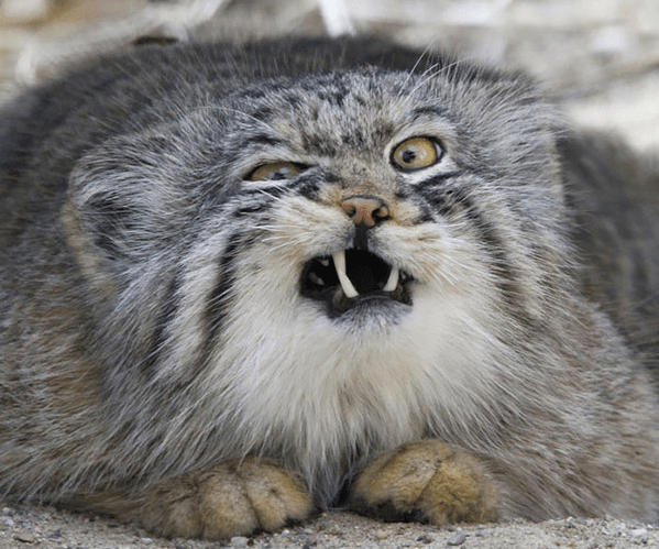 Screen Shot 2016-09-18 at 2.12.16 PM.png