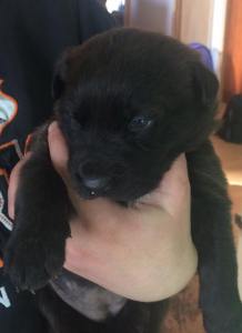 16473754_10154001399176525_874294340674599437_n